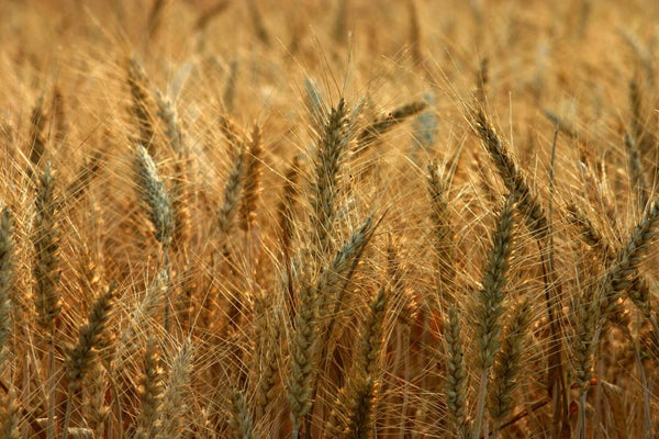 The Parable of the Wheat and the Tares